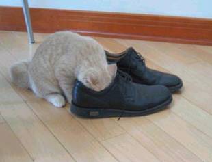 My cool cat - Curious and funny