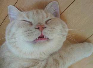 angel cat - angel cat, cats are always beautifull