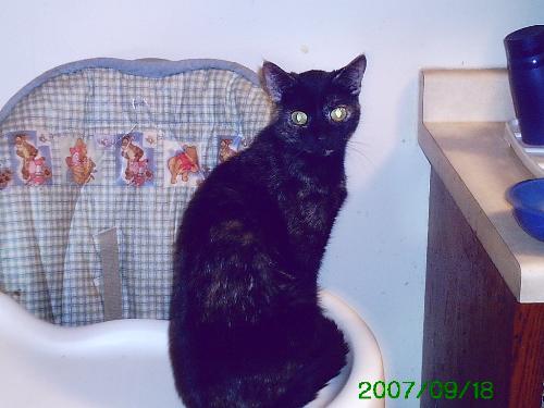 Cats - Here is our cat Brandy sitting on the baby's highchair. She loves to go up there any time anyone is in the kitchen.