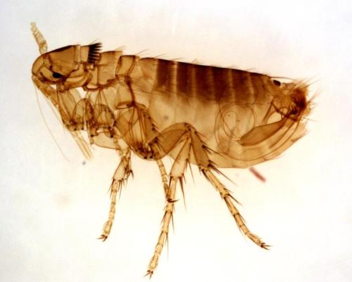 A flea - This is a picture of one of those gross little bugs that cause our cats and dogs so much discomfort. I am looking for the best way to kill them.