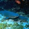 shark - poto to shark