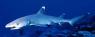 shark - poto to shark