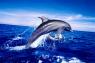 dolphin - poto to dolphin