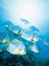 fishes - poto to fishes