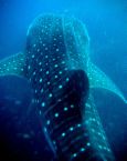 whale shark - big animal has over 3,000 teeth