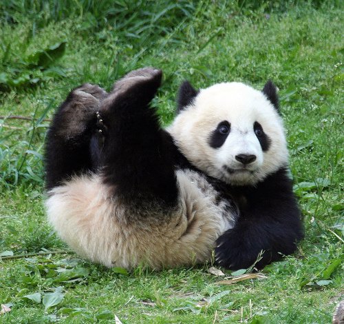 Young Panda - This is a happy panda look like.