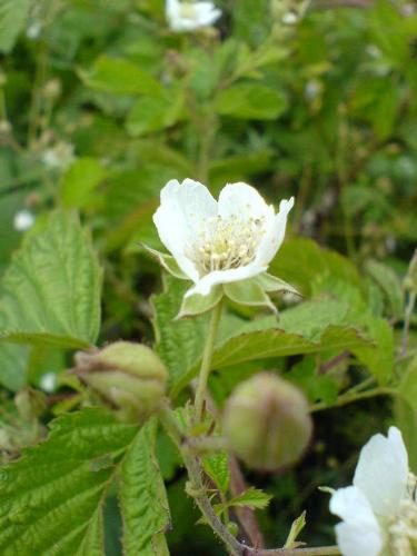 White flower - A flower, also known as a bloom or blossom, is the reproductive structure found in flowering plants (plants of the division Magnoliophyta, also called angiosperms). The flower's structure contains the plant's reproductive organs, and its function is to produce seeds. After fertilization, portions of the flower develop into a fruit containing the seeds. For the higher plants, seeds are the next generation, and serve as the primary means by which individuals of a species are dispersed across the landscape. The grouping of flowers on a plant is called the inflorescence.  In addition to serving as the reproductive organs of flowering plants, flowers have long been admired and used by humans, mainly to beautify their environment but also as a source of food.