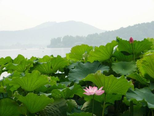 lotus -  Lotuses in westlake are extremely beautiful.