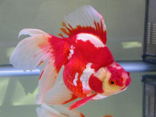 ryukin goldfish - cutie ryukin!