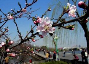 plum blossoms -  Plum blossums are also very famous in west lake.