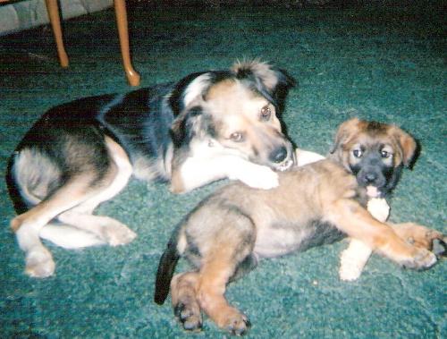 My Girls - We get the girls these dental rawhide sticks and they fight over them constantly. But their breath never smells bad, always smells clean.