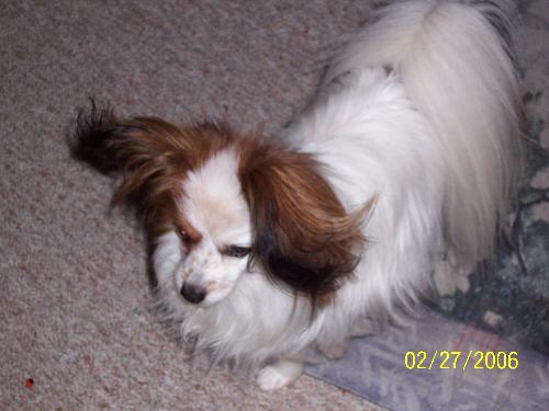 Petie, his ears blowing in the wind - Petie my papillion he is only 6lbs. He has a barking problem