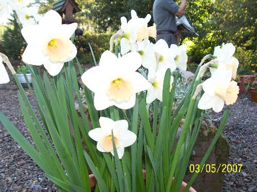 Flowers - Flowers in Scotland.