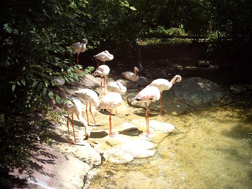 Flamingo's - Here are some flamingos that were at the zoo