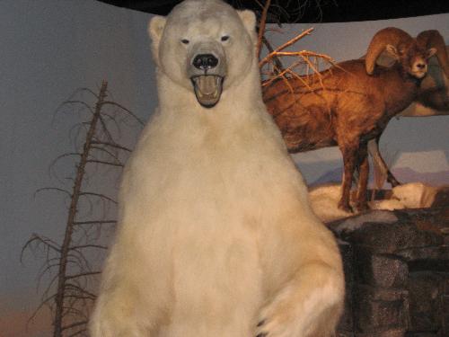 Big Bear - Bear in Nature conservatory