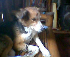 my dog - in loving memory of Kris Adonis
