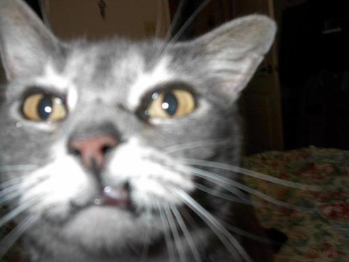Bootsie - Bootsie upclose and snarling