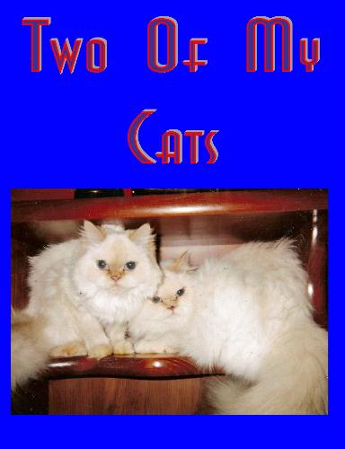 Two Of My Himalayans - Two white cats. Joe and Pooh Bear
