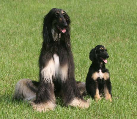 Clone dog - Afghan hound and its clone.