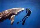 Whale Shark - Whale shark with Diving man