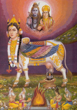 Holy Cow - Kamadhenu