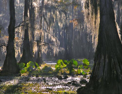 Spanish Moss and Cypress trees - This Spanish moss grows on the trees, but uses no nutrients from the tree itself. It is air grown, Needing only the moisture from the lake.
This is the live color of the moss. Everything you see is in water. There is no ground around.
