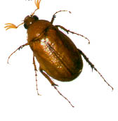 June Bug - june beetle