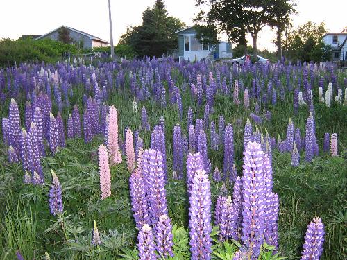 lupins  - this a picture of lupins growing in a field, they are wild flowers and their growth is unrestricted.