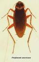 roaches - roaches i am scared of
