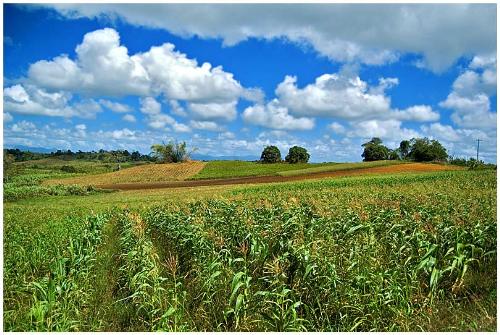 corn -  Corn harvest in the U.S.