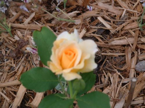 Apricots - I don&#039;t know much about this rose. I bought it this spring at Walmart. It&#039;s shrub rose, and a very pretty apricot color. Such a beauty!