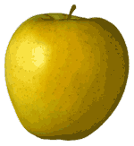 Golden Delicious Apple - My favorite variety of apple-the Golden Delicious