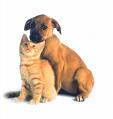 Dog and Cat - Donate to your local animal shelter. 