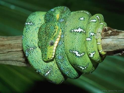 snake - .......