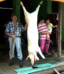 dead pig - It is usually seen in market in which you can buy the flesh meat which is fresh, meaning it is a newly died pig.