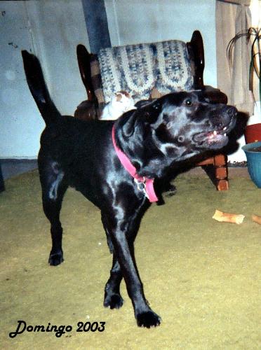 Domingo - He's actually playing in this pic but I altered it so you can't see my daughter offering him a rope toy to pay tug of war with. Looks like he's bout ready to sink his teeth into someone/something w/o her in it.