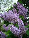 lilac - my fav flower