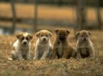 Dogs. - Waiting for the Godo? Is a bait on the store for these pupps?