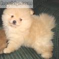 Nice little pomeranian - Nice little pomeranion, See the curious look in its eyes...