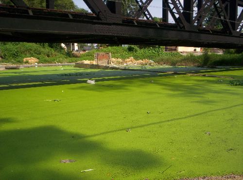 What make this water green? - I capture this picture cause i want to know what make this water become green do it will cause any damage?