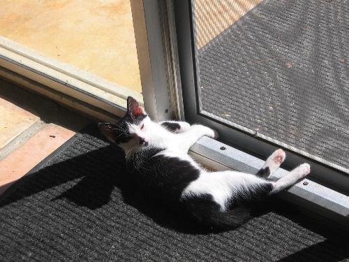 Kitten Sleeping in Sun - My kitten Carlye sleeping in the sunshine at the In-laws.