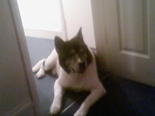 My Dog 'kita' - i just thought i would show off my doggy kita, he is a japanese akita who came with my lovely fiancee when we moved in together, he is 8 years old nearly 9 and is lovely, when i was pregnant with my 1st child i had a craving for jam tarts and cool original doritos, when i woke up on sunday mornings to get my fix he climbed on to my bed put his face on my lap and whined for me to give him a jam tart(quite funny as he loves raw meat) it became our little 'thing' together, so i share all my jam tarts with him.