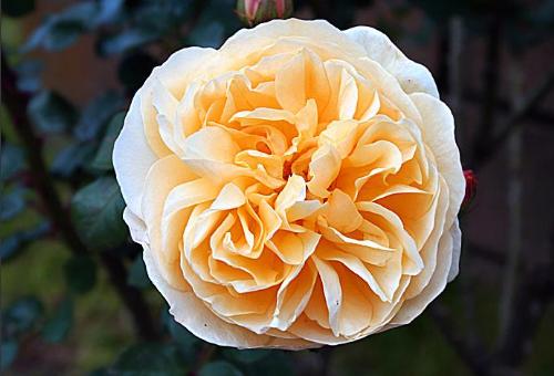 A butifull rose - This is a wery butifull rose