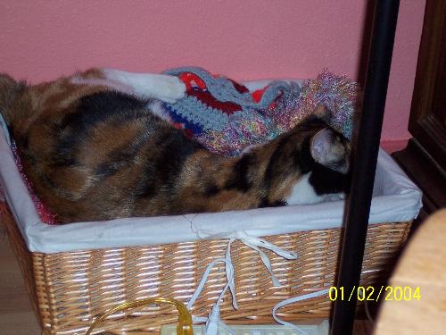 Abigail in Petie's bed  - Abigail thinks Petie's bed is hers, she is rearranging the blankets.