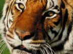 Tiger - Beautiful!