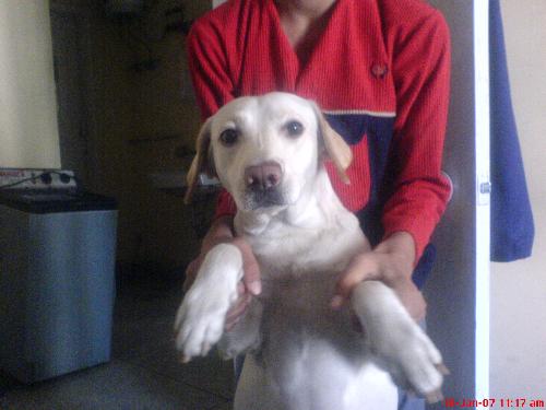 my cool dog - just watch the cute dog