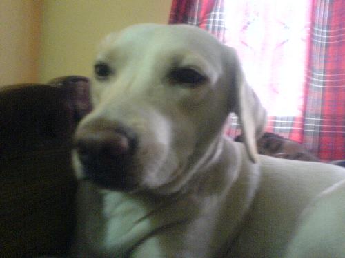 such a cute dog - my little dog