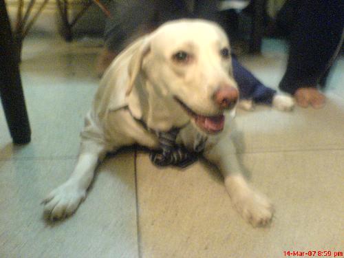 such a nice dog - Fine diog