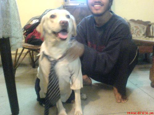 dogs - curte dog