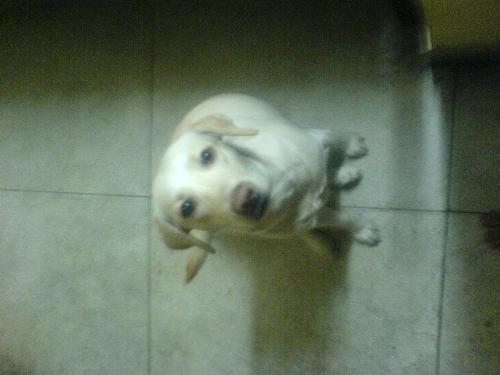 Standing on the cieling - Look my dogs standing on the cieling